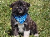 3 chiots Akita Inu non LOF nés en mars 2026 à vendre