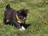 3 chiots Akita Inu non LOF nés en mars 2026 à vendre