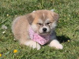 3 chiots Akita Inu non LOF nés en mars 2026 à vendre
