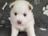 Chiots Pomsky à vendre (1 femelle & 1 mâle)