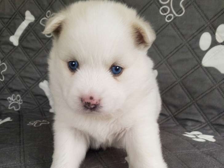Chiots Pomsky à vendre (1 femelle & 1 mâle)
