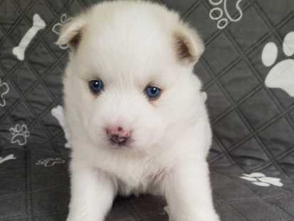 Chiots Pomsky à vendre (1 femelle & 1 mâle)