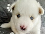 Chiots Pomsky à vendre (1 femelle & 1 mâle)