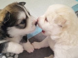 Chiots Pomsky à vendre (1 femelle & 1 mâle)
