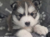 Chiots Pomsky à vendre (1 femelle & 1 mâle)