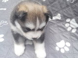 Chiots Pomsky à vendre (1 femelle & 1 mâle)