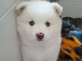 Disponible dans 15 jours đ Chiots Pomsky Ă vendre (1 femelle & 1 mĂąle)