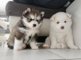 Disponible dans 15 jours đ Chiots Pomsky Ă vendre (1 femelle & 1 mĂąle)