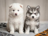 Disponible dans 15 jours 😊 Chiots Pomsky à vendre (1 femelle & 1 mâle)