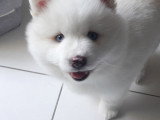 Petite femelle réservée, il reste le petit ours polaire😊 Chiots Pomsky à vendre (1 femelle & 1 mâle)
