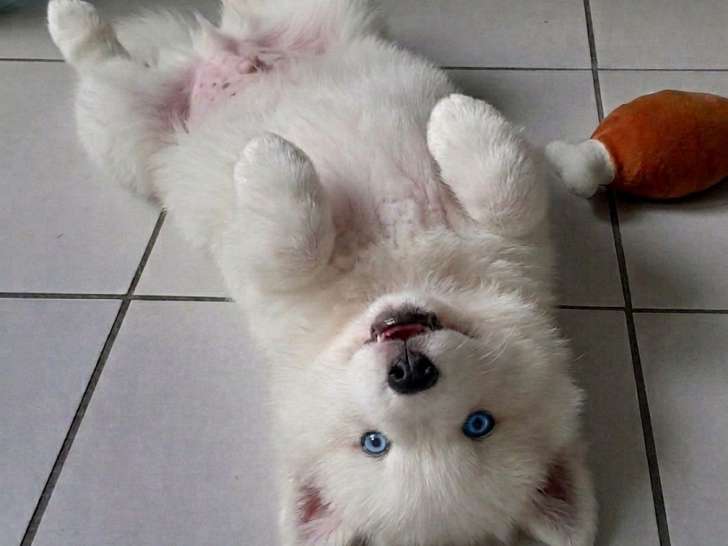 Petite femelle réservée, il reste le magnifique ours polaire Pomsky F3 😊 disponible à partir du 14 juin Chiots Pomsky à vendre (1 femelle & 1 mâle)