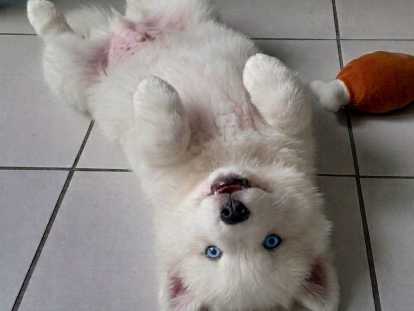 Petite femelle réservée, il reste le magnifique ours polaire😊 disponible à partir du 14 juin Chiots Pomsky à vendre (1 femelle & 1 mâle)