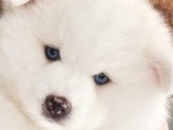 Petite femelle réservée, il reste le magnifique ours polaire Pomsky F3 😊 disponible à partir du 14 juin Chiots Pomsky à vendre (1 femelle & 1 mâle)