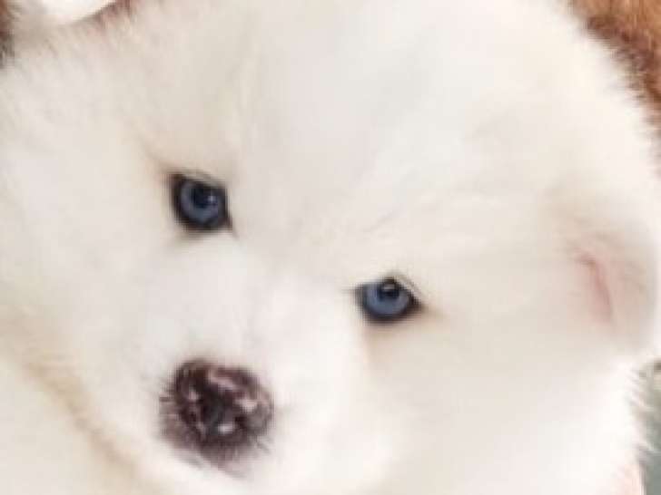 Le magnifique ours polaire Pomsky F3 😊 disponible à partir du 14 juin Chiots Pomsky à vendre (1 femelle & 1 mâle)