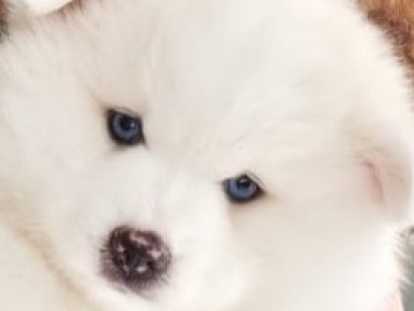 Le magnifique ours polaire Pomsky F3 😊 disponible à partir du 14 juin Chiots Pomsky à vendre (1 femelle & 1 mâle)