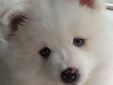 Petite femelle réservée, il reste le magnifique ours polaire Pomsky F3 😊 disponible à partir du 14 juin Chiots Pomsky à vendre (1 femelle & 1 mâle)