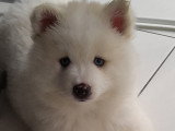 Petite femelle réservée, il reste le magnifique ours polaire Pomsky F3 😊 disponible à partir du 14 juin Chiots Pomsky à vendre (1 femelle & 1 mâle)