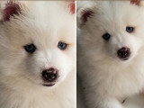 Le magnifique ours polaire Pomsky F3 😊 disponible à partir du 14 juin Chiots Pomsky à vendre (1 femelle & 1 mâle)