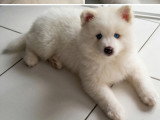 Le magnifique ours polaire Pomsky F3 😊 disponible à partir du 14 juin Chiots Pomsky à vendre (1 femelle & 1 mâle)