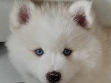 Le magnifique ours polaire Pomsky F3 😊 disponible à partir du 14 juin Chiots Pomsky à vendre (1 femelle & 1 mâle)