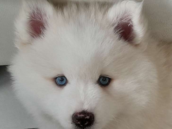 Le magnifique ours polaire Pomsky F3 😊 disponible à partir du 14 juin Chiots Pomsky à vendre (1 femelle & 1 mâle)