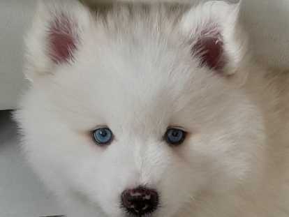Le magnifique ours polaire Pomsky F3 😊 disponible à partir du 14 juin Chiots Pomsky à vendre (1 femelle & 1 mâle)