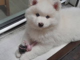 Le magnifique ours polaire Pomsky F3 😊 disponible à partir du 20 juin Chiots Pomsky à vendre (1 femelle & 1 mâle)