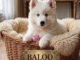 Le magnifique ours polaire Pomsky F3 😊 disponible à partir du 14 juin Chiots Pomsky à vendre (1 femelle & 1 mâle)