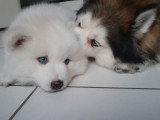 Le magnifique ours polaire Pomsky F3 😊 disponible à partir du 20 juin Chiots Pomsky à vendre (1 femelle & 1 mâle)