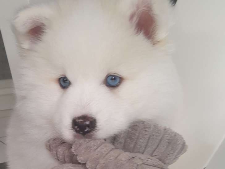 Le magnifique ours polaire Pomsky F3 😊 disponible à partir du 14 juin Chiots Pomsky à vendre (1 femelle & 1 mâle)