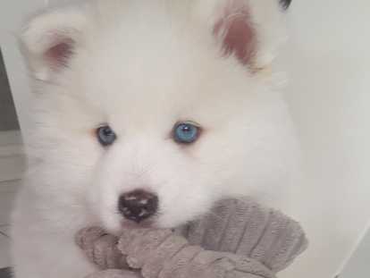 Le magnifique ours polaire Pomsky F3 😊 disponible à partir du 14 juin Chiots Pomsky à vendre (1 femelle & 1 mâle)