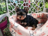 Chiot Yorkshire Terrier mâle non LOF à vendre, né en février 2026