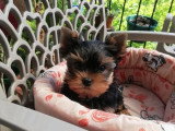 Chiot Yorkshire Terrier mâle non LOF à vendre, né en février 2026