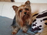 Chiot Yorkshire Terrier mâle non LOF à vendre, né en février 2026