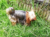 Chiot Yorkshire Terrier mâle non LOF à vendre, né en février 2026