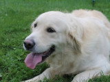 Chienne Golden Retriever LOF de 2022 à vendre LOF