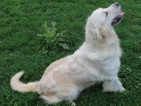 Chienne Golden Retriever LOF de 2022 à vendre LOF