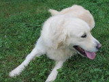 Chienne Golden Retriever LOF de 2022 à vendre LOF