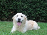 Chienne Golden Retriever LOF de 2022 à vendre LOF