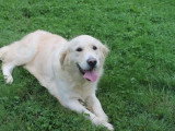 Chienne Golden Retriever LOF de 2022 à vendre LOF