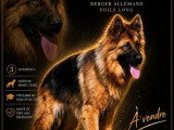 Chienne Berger Allemand poils longs LOF à vendre née en août 2023