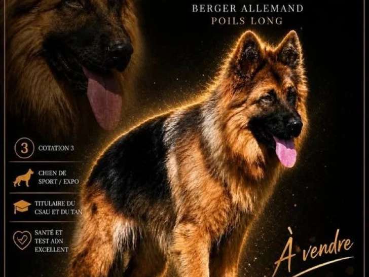 Chienne Berger Allemand poils longs LOF à vendre née en août 2023