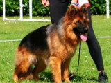 Chienne Berger Allemand poils longs LOF à vendre née en août 2023