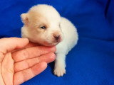 5 chiots Spitz Nain non LOF crème et blanc d'avril 2026 à réserver