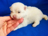5 chiots Spitz Nain non LOF crème et blanc d'avril 2026 à réserver