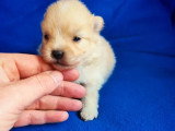 5 chiots Spitz Nain non LOF crème et blanc d'avril 2026 à réserver