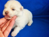 5 chiots Spitz Nain non LOF crème et blanc d'avril 2026 à réserver