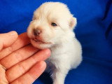 5 chiots Spitz Nain non LOF crème et blanc d'avril 2026 à réserver