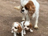 2 chiots Cavalier King Charles non LOF disponibles fin mai 2026