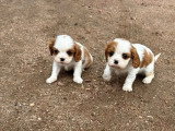 2 chiots Cavalier King Charles non LOF disponibles fin mai 2026